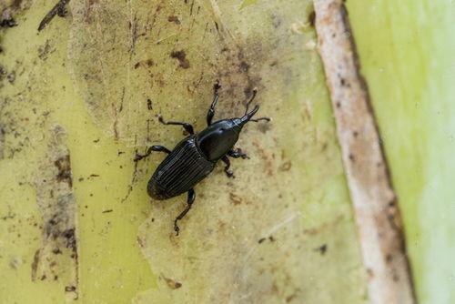 国产大虫子视频在线观看,大虫子视频在线观看,揭秘神秘生物世界