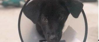 国产小黑狗图片高清在线,灵动神犬风采再现